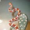 Snake-House