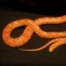 Green Oasis Reptiles