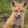 Musicalfox