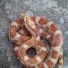 rocamontes