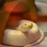 SnowWhite