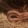 lvndrRumplesnakeskin
