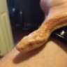 Corn_Owner