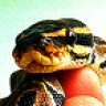 ssilb