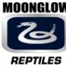 MoonGlow Reptiles