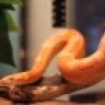 Hollizard