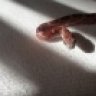 Corny corn snake