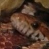 SnakeDipperSnipper