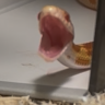 mnopebl