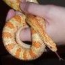 Zippy