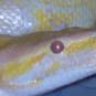 Pythonpete