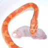 Alphatexana