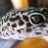 reptile3_cole_16