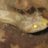 GeckoTrouble