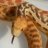 Murder Serpent