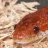 cornsnake00