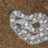 H of AnH cornsnakes