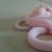 bushsnake