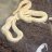 Snakemom77