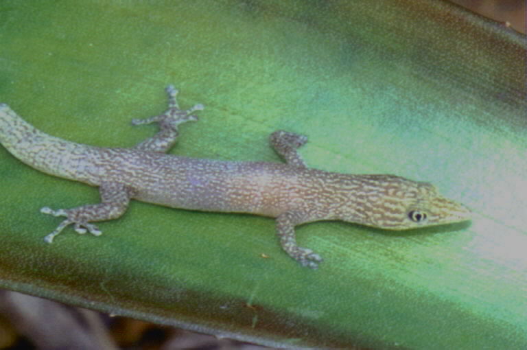 ashy_gecko_04.jpg