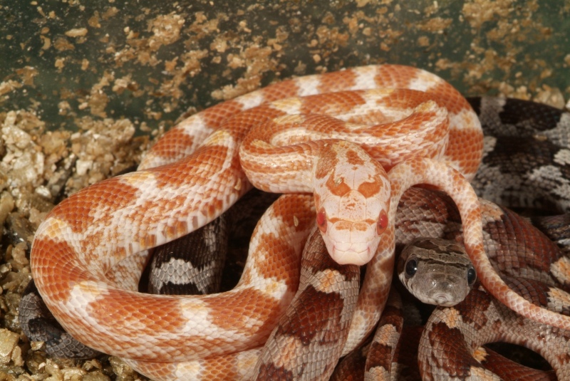 butter_bloodred_06_001.jpg