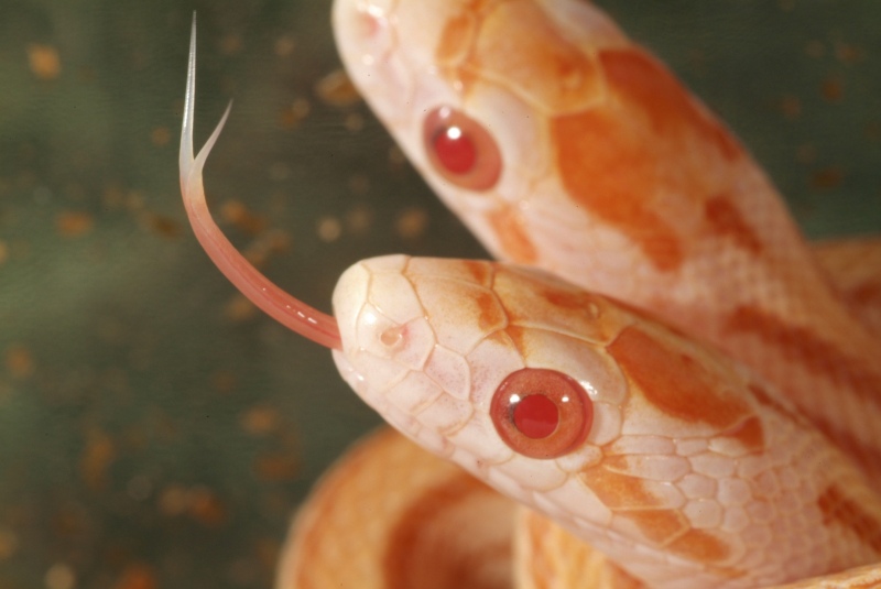 butter_stripe_tongue.jpg