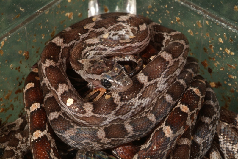 c_anery_06_001.jpg