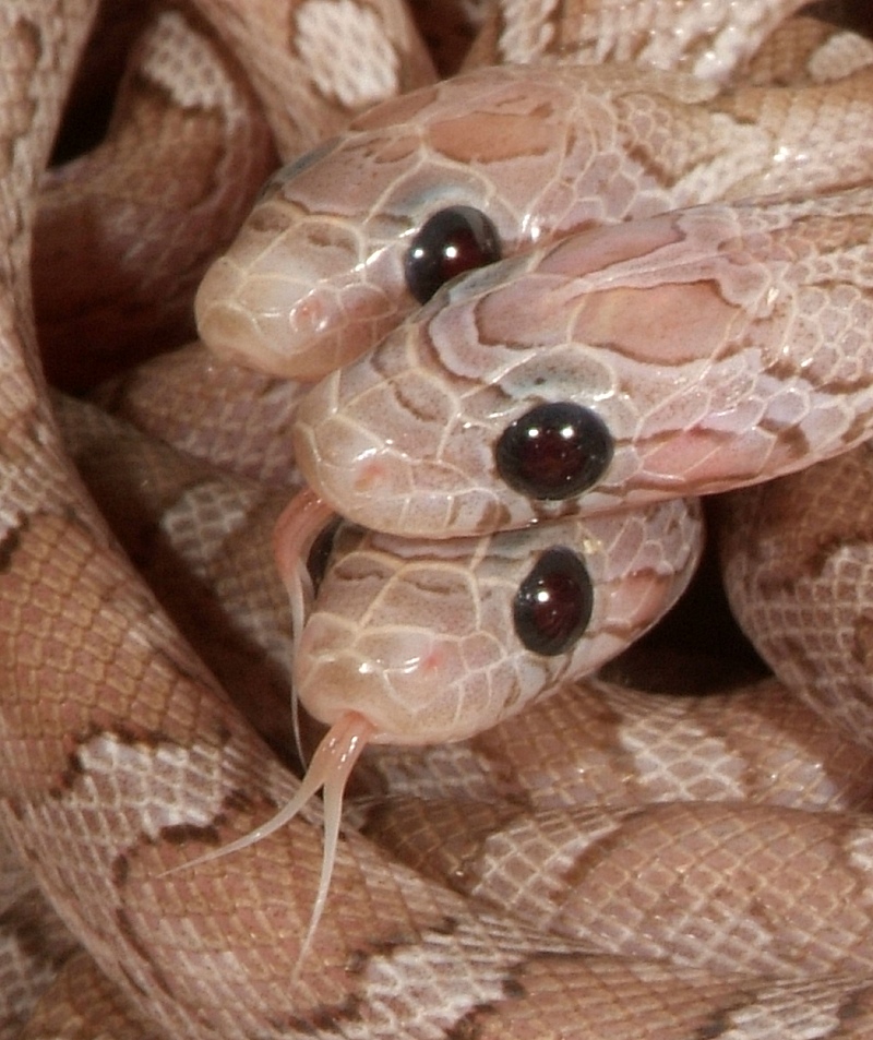 hypo_pewters_06_001.jpg