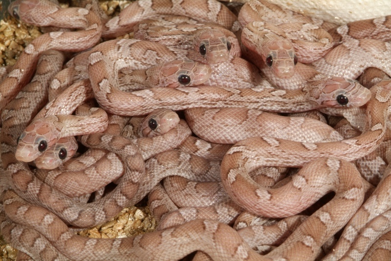 hypo_pewters_06_002.jpg