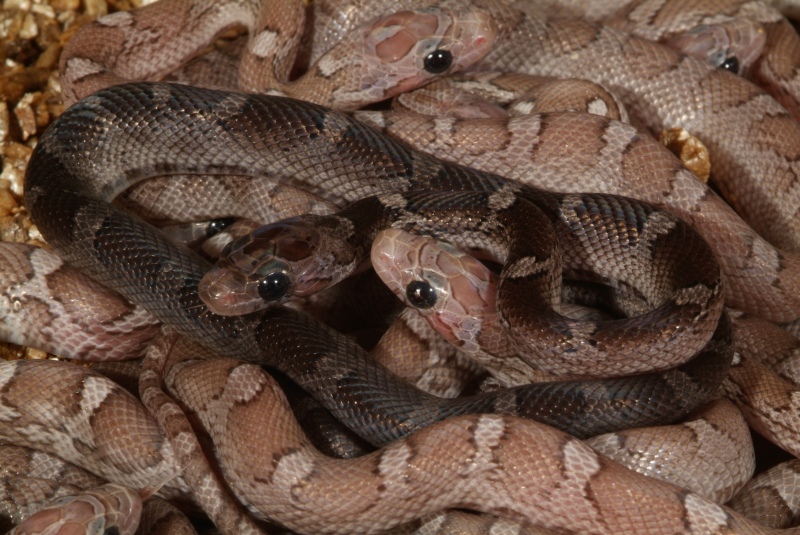 hypo_pewters_06_003.jpg
