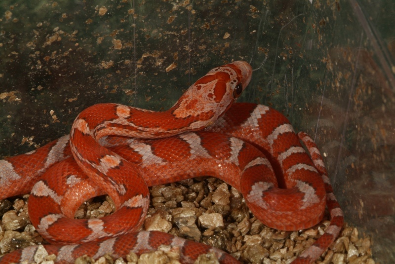 hypobloodred_06_002.jpg