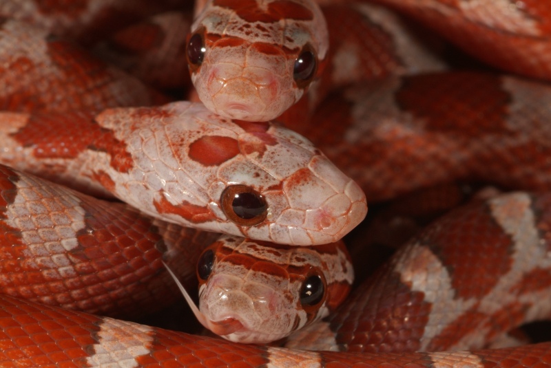 hypobloodreds_06_001.jpg