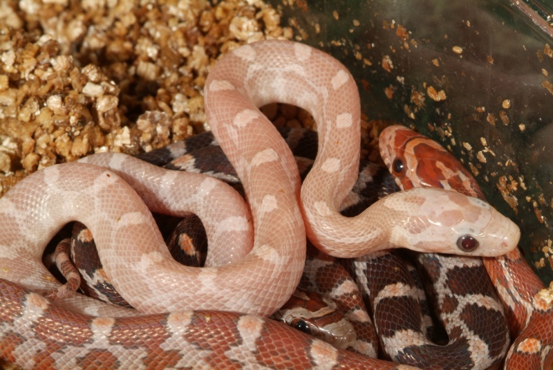 ultra_hypo_lavender_06_001.jpg