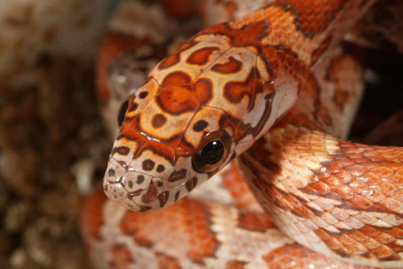 wicked_head_pattern.jpg