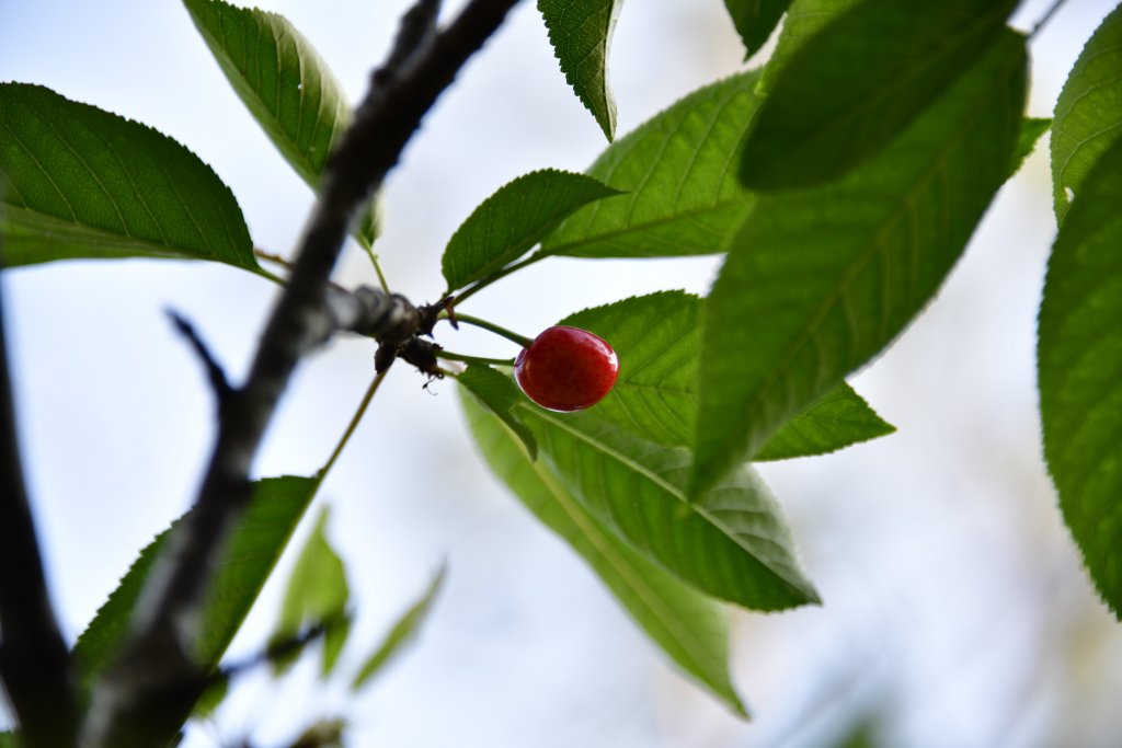 cherry_2018_02.jpg