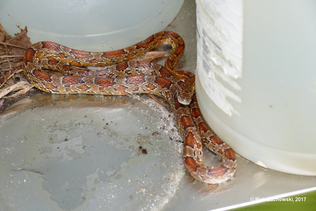 cornsnake_08302017_03.jpg