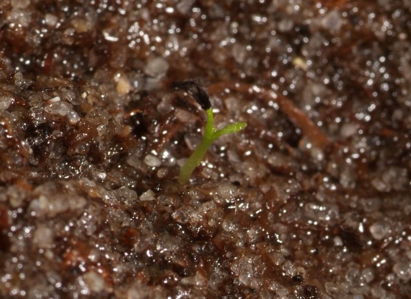 drosera_regia_01.jpg