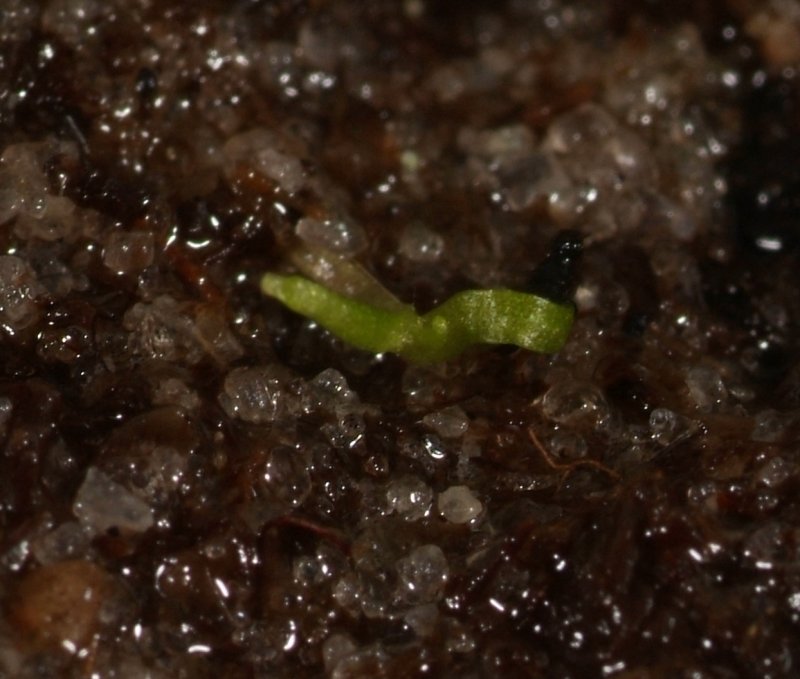 drosera_regia_02.jpg