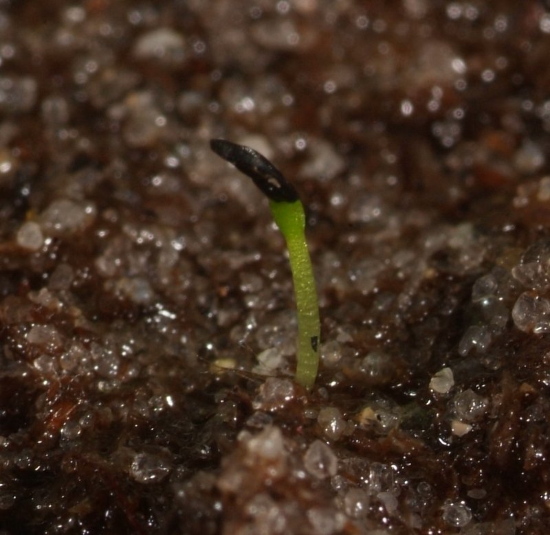 drosera_regia_03.jpg