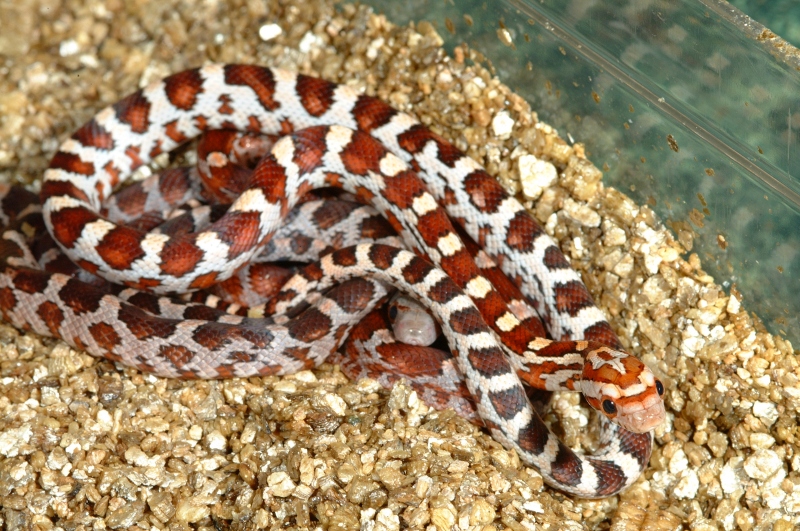 odd_hypo009.jpg